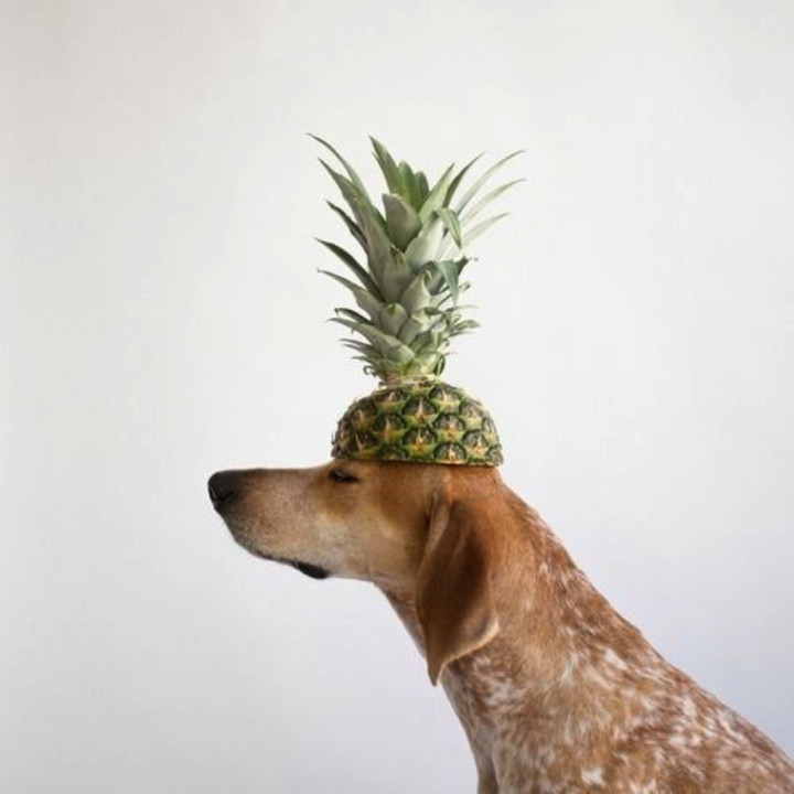 dogpineaaple.png